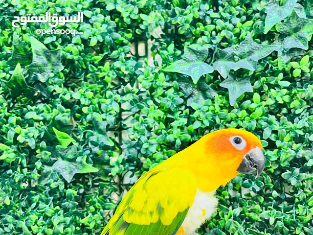 Sun Conure 6 Months Old – Playful & Hand-Tamed – Delivery Available