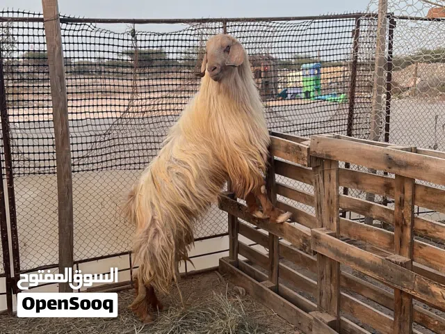 لدينا اضاحي العيد اغنام وتيوس