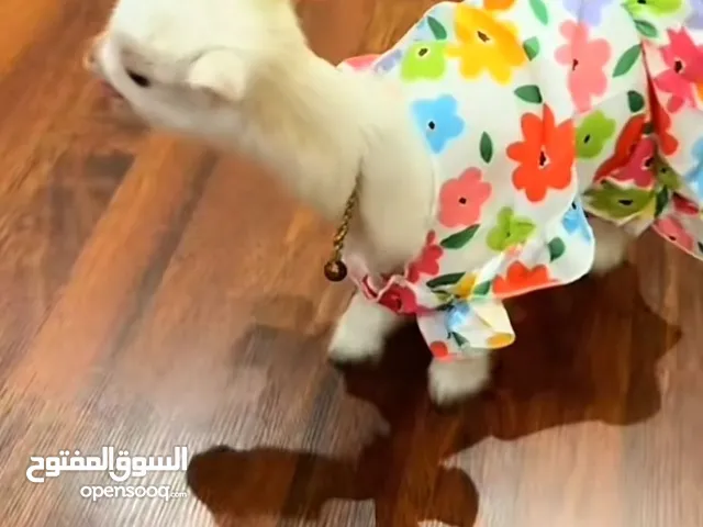 للبيع تيس جيكي