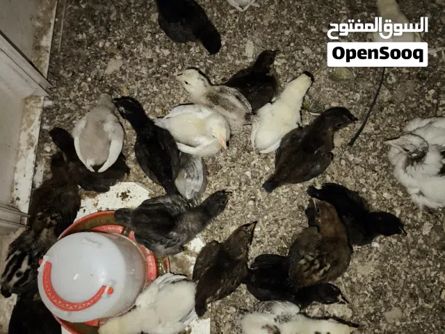 افراخ دجاج للبيع