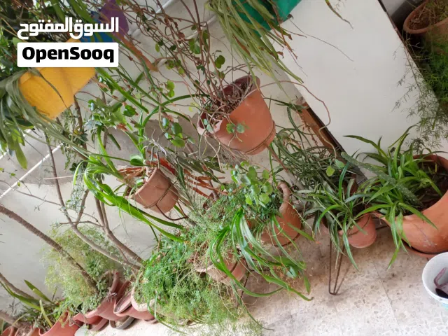اشجار منزلية (زينة + مثمرة) للبيع