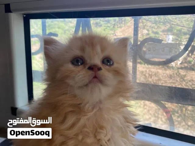 قطط لي بيع الموقع تعز يوجود خدمات توصل