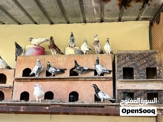 شتلات زراعيه للبيع