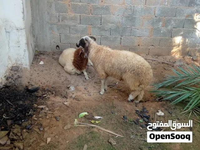 زوز خرفان للبيع