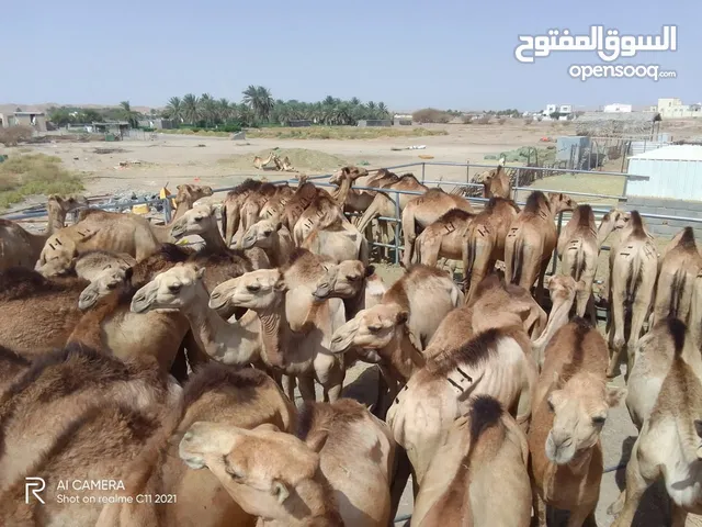 وصول دفعة جديده من قعدان الجنوب فرصه للمشترين اسعار ممتازه