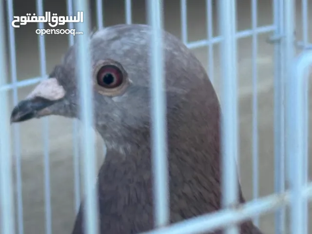 اللبيع حمام زاجل اصلي