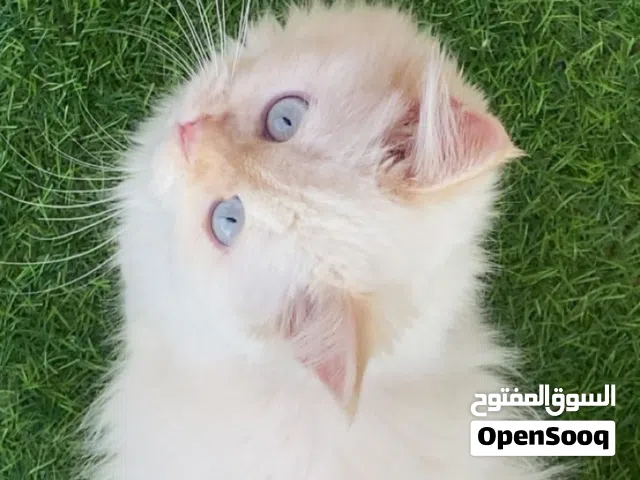 قطوه للتبني بس يوجد مبلغ رمزي