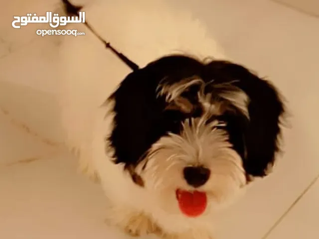 كلب للبيع عمر 5شهور مع جميع المطاعيم نوع مالتيز متعود على الفوط الكلب أليف جدا