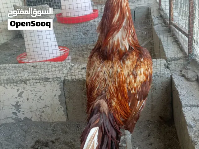 للبيع ديك ميوالي اصل دم صافي.