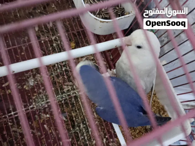 كوبيا بركديلو دكر لون موفي وانتى بيضا حجم ولون