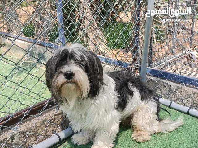 ذكر مالتيز