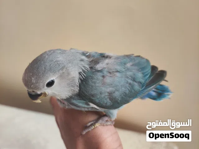 للبيع فرخ لوفبيرد مناسب للأطفال