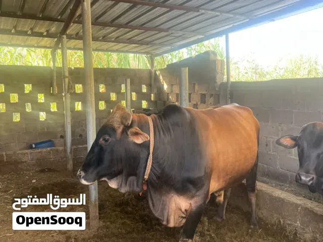 ثور نمساوي