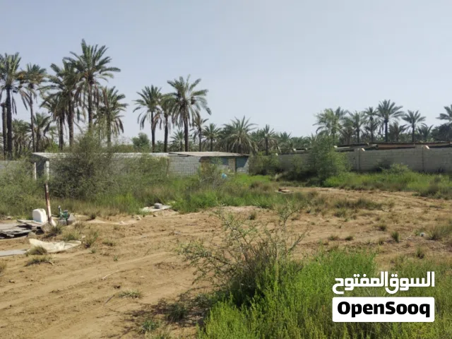 ارض الاجار صحار الزعفران