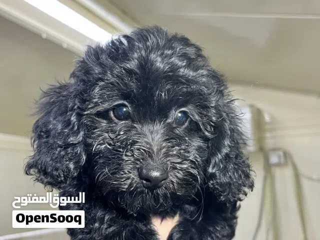 Maltibo male. two months old