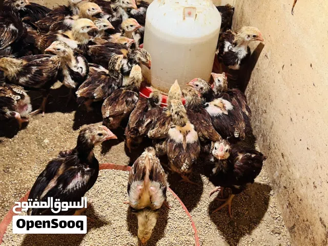 كتكوت رود ايلاند الامريكي الاصلي   سلاله امريكية ربي يبارك درجة اولى