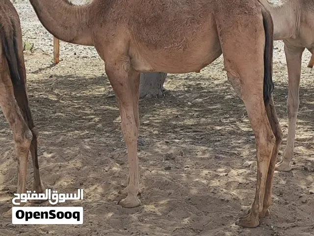 مطلوب حيران صعوب سمان
