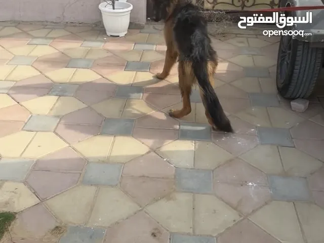 جيرمن شيبرد