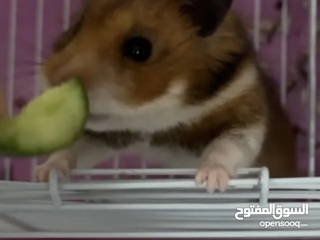 هامستر الذهبي مع مستلزمات الاكل و نشاره الخشب