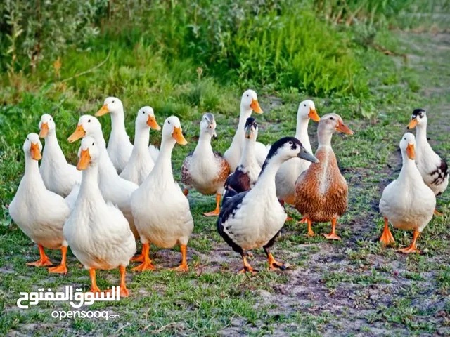 بط محلي أبيض للبيع في مدينة العين الظاهر - Ducks for sale in Al Ain