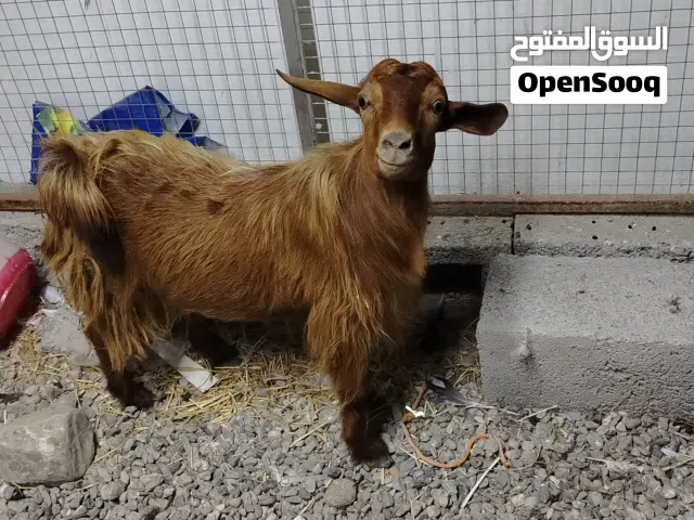 للبيع تيس هديد