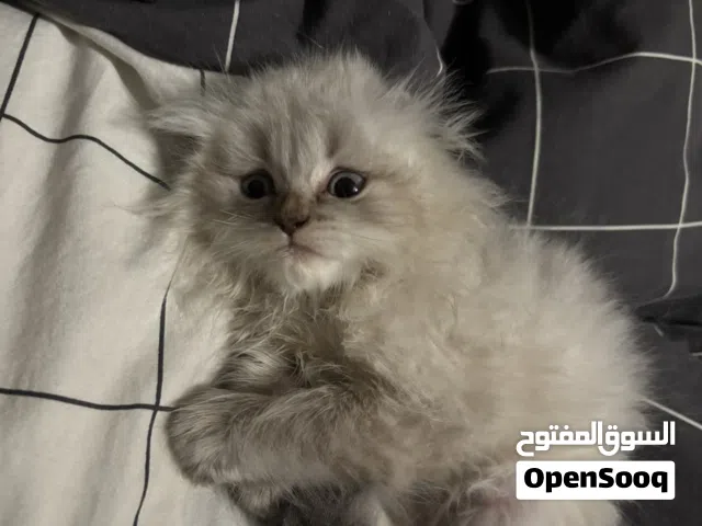 كيتن ذكر للبيع