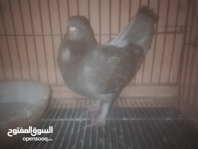 نتايه شغاله جرمه