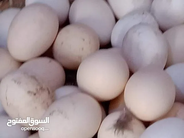 متوفر 10 بيضات عرب مال هل اسبوع حلال عرب وحلو