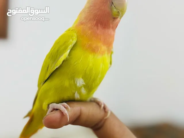 عصفور بركاديلو دكر ترويض تام لفة حمرة