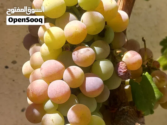 شتلات عنب اسباني