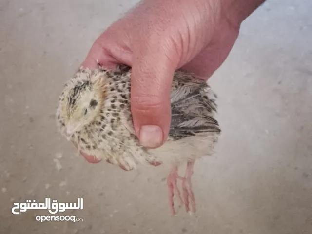 صوص فري عمر 18يوم طيور سمان