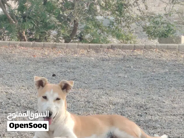 بيع كلب ممتاز حال حراصه