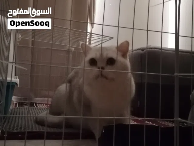 ذكر سكوتش ستريت للبيع /male scottish straight for sale