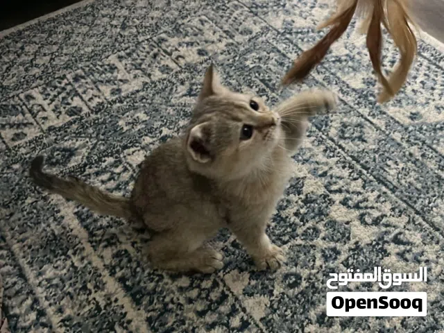 قطط ممتاز للبيع بسبب السفر