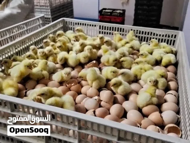 اصول 308 صيصان موجود في واحد حبه 260 بيسه تاريخ 2026/ 6/ 9 3 برسينت ذياده في