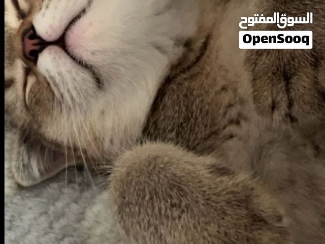 قط سكوتش فولد للبيع
