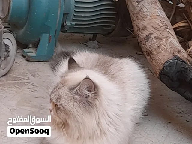 قط شيرازي جميل أقرأ الوصف