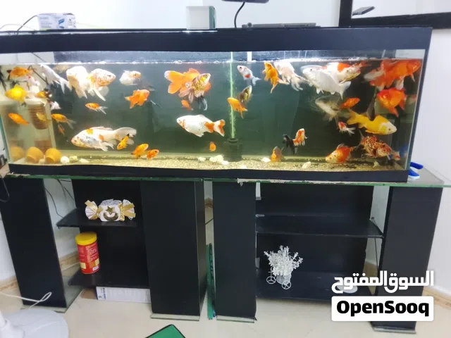 حوض سمك للبيع