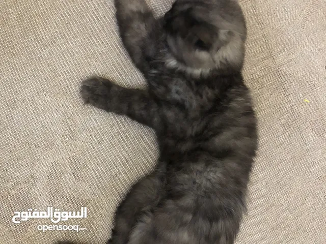 قطوسه البيع