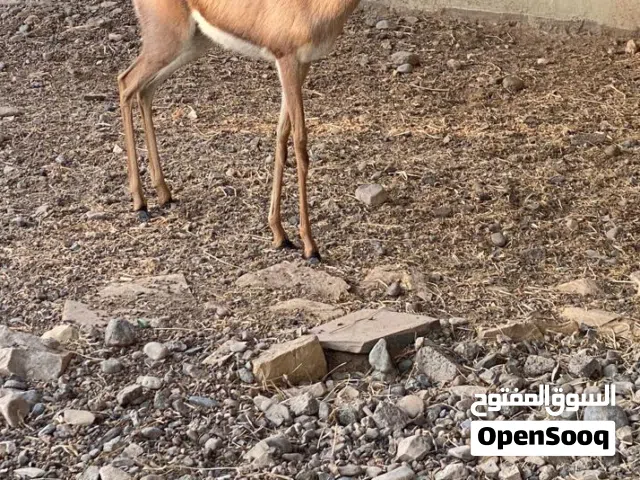 مطلوب غزال أنثى أليفه بسعر مناسب يفضل صغيره