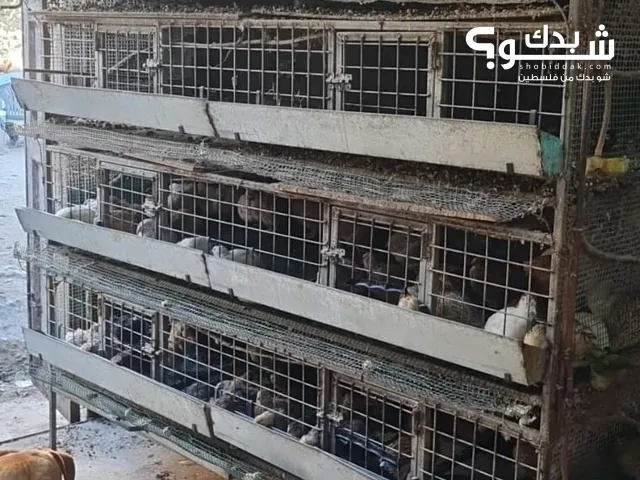 عده مزرعه طيور فر للبيع موجوده الخليل