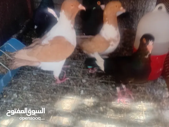 جواز حمام للبيع او بدل