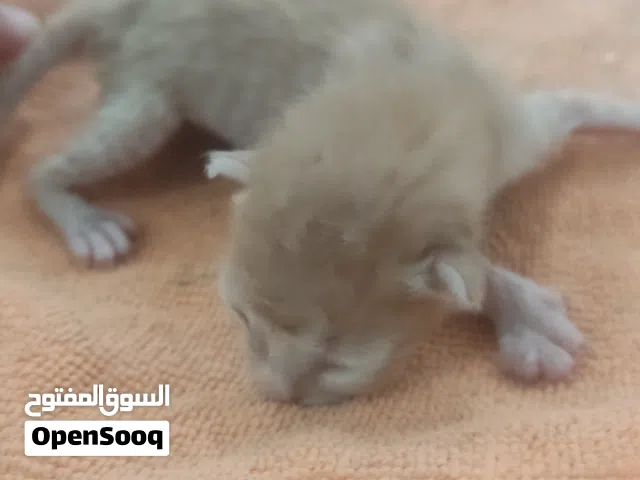 قطه صغيره للتبني