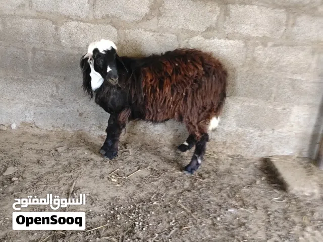 كبش تهجين نجدي سوداني