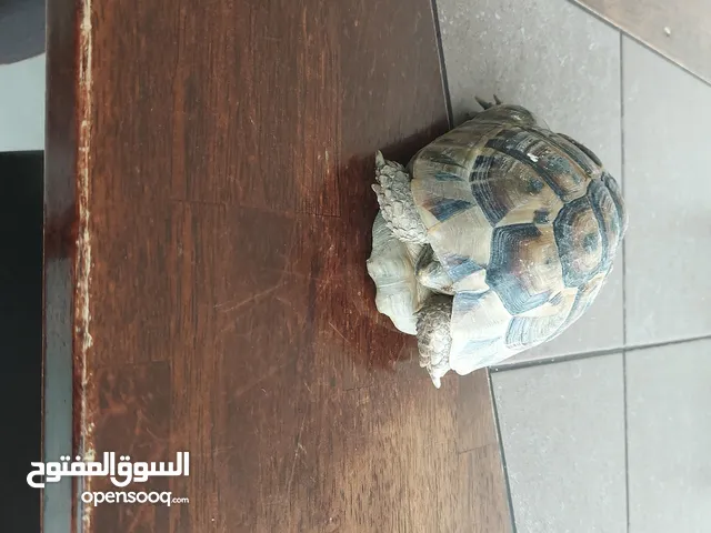 Land tortoise