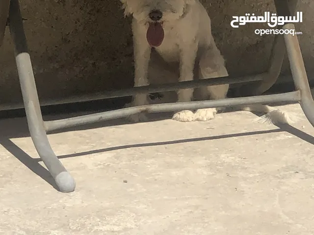 مالتيز للبيعع