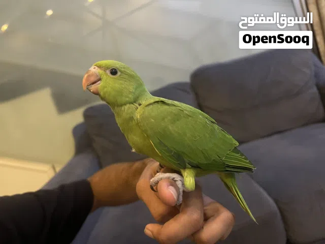 متو اليف عمره شهرين