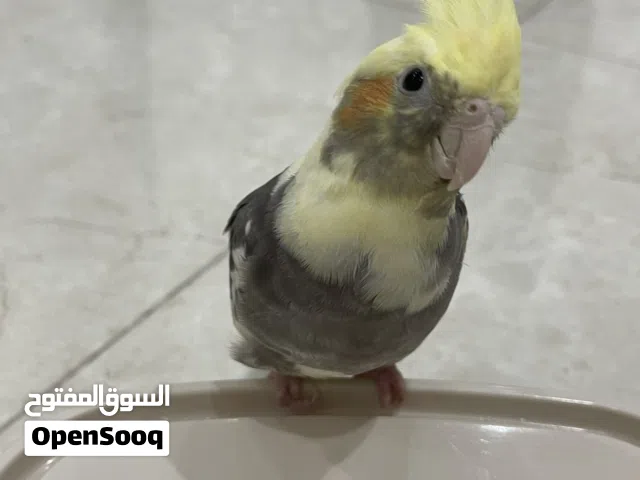 ببغاء الكوكتيل