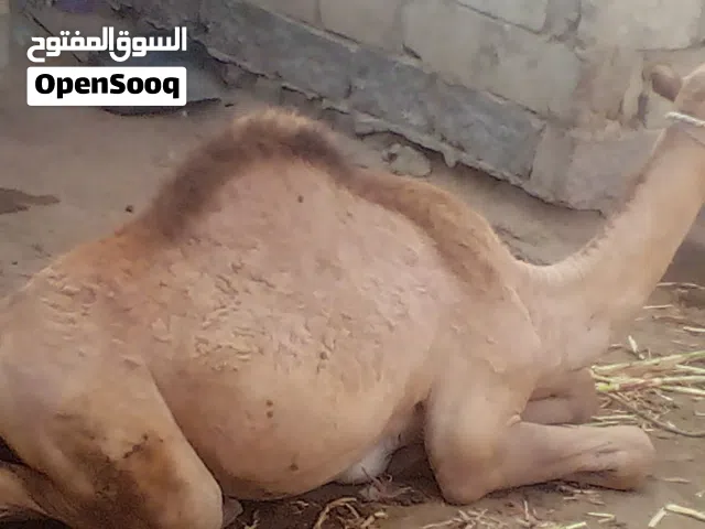 جمال صغير سن عمره 9 اشهر