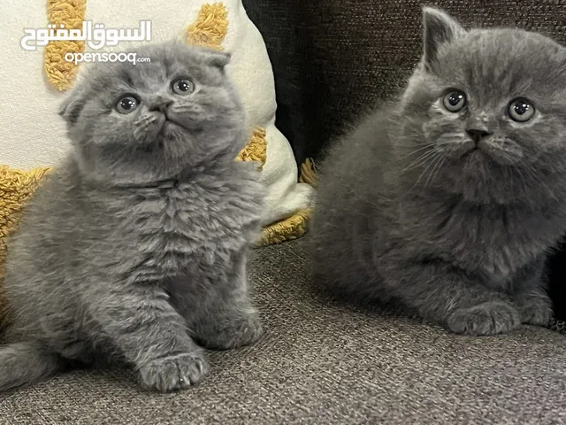 قطط شورت هير فولد وستريت للبيع متعودين ع اللتر بوكس ودراي فووود